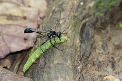 Eremnophila