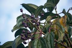 Meriania nobilis