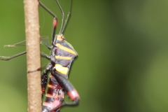Schaeferocoris ecuadorensis