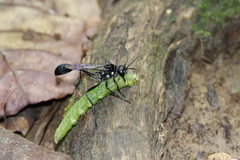 Eremnophila