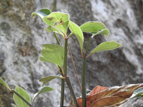 Peperomia angustata (Peperomia angustata)