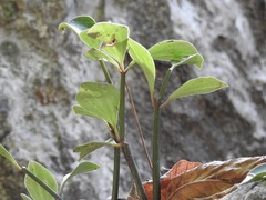 Peperomia angustata