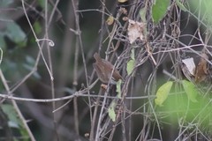 Uropsila leucogastra