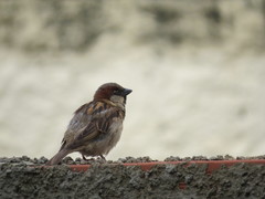 Passer domesticus