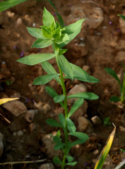 Euphorbia falcata