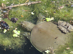 Apalone spinifera pallida