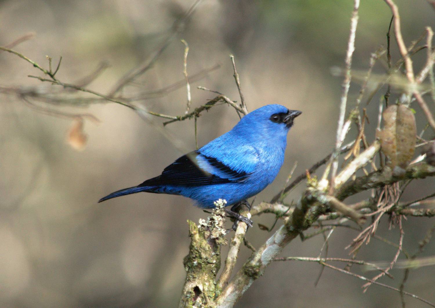 Tangara Azulinegra