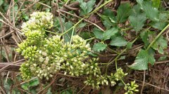 Microglossa pyrifolia