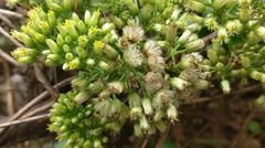 Microglossa pyrifolia