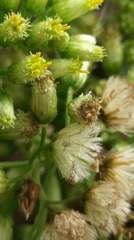 Microglossa pyrifolia