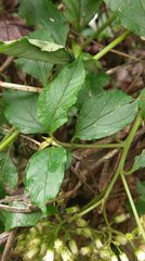 Microglossa pyrifolia