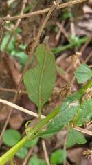 Microglossa pyrifolia