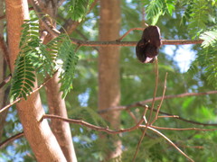 Enterolobium contortisiliquum