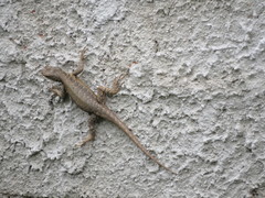 Tropidurus