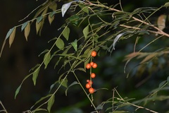 Picramnia antidesma
