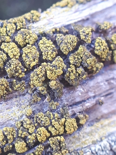 Tryninė geltūnė nuotrauka