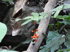 Picramnia antidesma