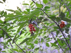 Picramnia antidesma