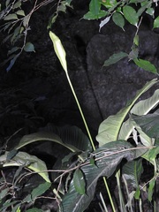 Spathiphyllum cochlearispathum
