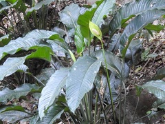 Spathiphyllum cochlearispathum