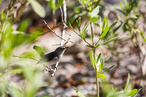 Polioptila caerulea image
