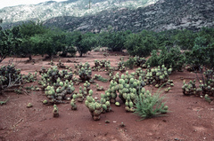 Tephrocactus articulatus