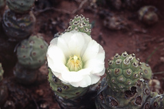Tephrocactus articulatus