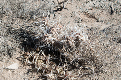 Tephrocactus articulatus