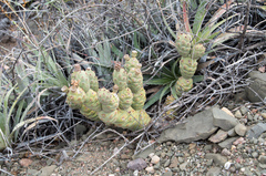 Tephrocactus articulatus