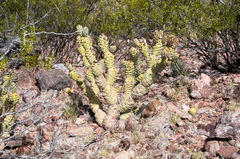 Tephrocactus articulatus
