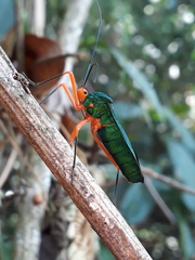 Paryphes