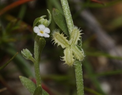 Pectocarya linearis ferocula