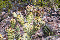 Tephrocactus articulatus