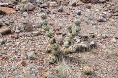 Tephrocactus articulatus
