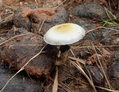 Psilocybe cubensis