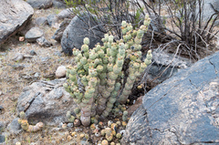 Tephrocactus articulatus