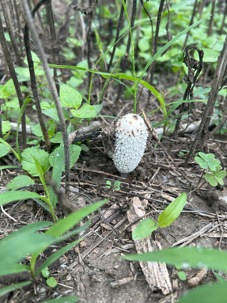 Coprinus comatus · April 2026 · photo: © funkyfrog (iNaturalist, cc-by)
