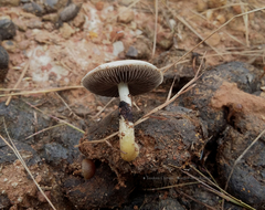 Psilocybe cubensis