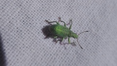 Polydrusus planifrons