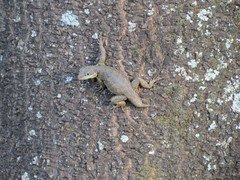 Tropidurus