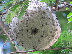 Protonectarina sylveirae