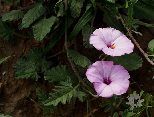 Mallow Bindweed