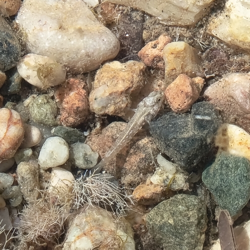 Gobius cobitis