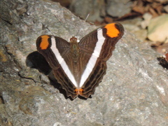Adelpha fessonia