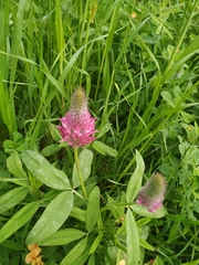 Trifolium purpureum