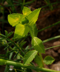 Euphorbia arguta