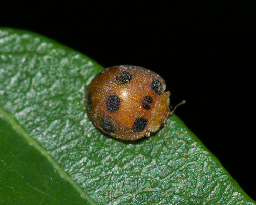 Afidentula, 2026-04-26