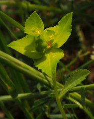 Euphorbia arguta