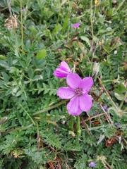 Erodium cicutarium