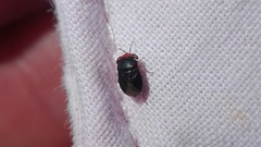 Geocoris erythrocephalus